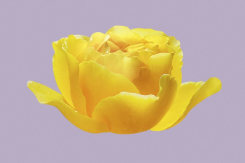 Yellow Graham Thomas rose, flower | Free PSD - rawpixel Yellow Graham Thomas rose, flower | Free PSD - rawpixel