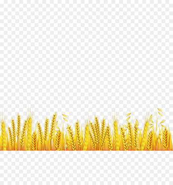 yellow grass family grass plant yellow grass family grass plant