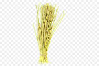 yellow grass family plant grass yellow grass family plant grass