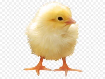 Yellow-hair chicken - Yellow chick Yellow-hair chicken - Yellow chick