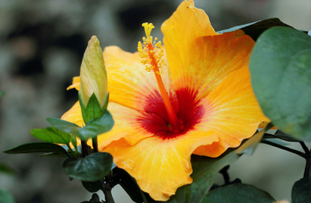 Yellow Hibiscus Yellow Hibiscus