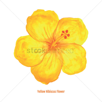Yellow hibiscus flower Yellow hibiscus flower