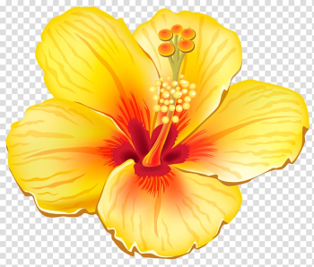 Yellow hibiscus illustration, Flower , Tropical Flowers transparent background PNG clipart