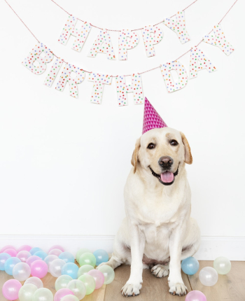 Yellow Labrador Sitting Beside Wall Yellow Labrador Sitting Beside Wall