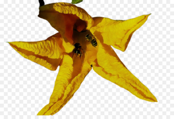yellow leaf plant flower yellow leaf plant flower