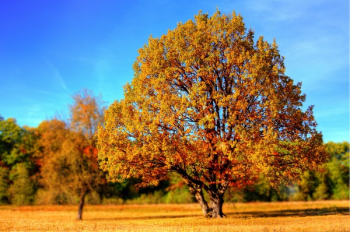 Yellow Leaf Trees Yellow Leaf Trees