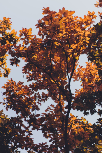 Yellow Leafed Tree Yellow Leafed Tree