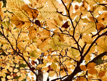 yellow leafed tree yellow leafed tree
