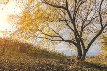 Yellow Leafed Tree Yellow Leafed Tree