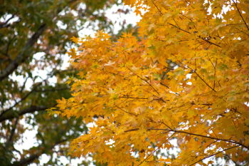 Yellow Leafed Tree Yellow Leafed Tree