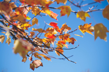 Yellow Leafed Tree Yellow Leafed Tree