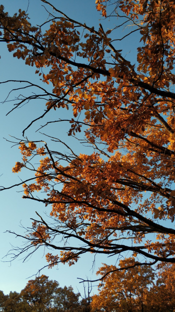 Yellow Leafed Tree Yellow Leafed Tree