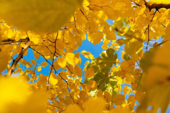 yellow leafed tree during daytime yellow leafed tree during daytime