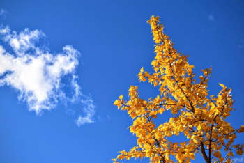 yellow leafed tree during daytime yellow leafed tree during daytime