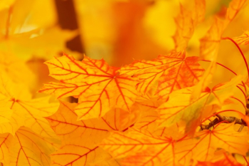 Yellow Leaves Yellow Leaves