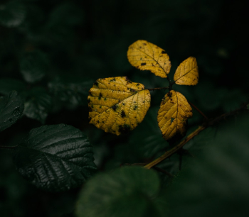 Yellow Leaves Yellow Leaves