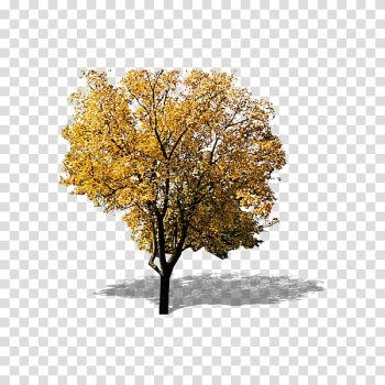 Yellow leaves of trees transparent background PNG clipart