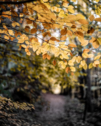 Yellow Leaves on Tree Branch Yellow Leaves on Tree Branch