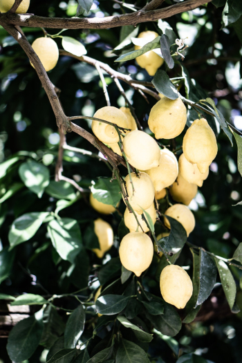 Yellow Lemons Yellow Lemons