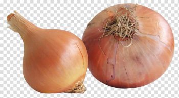 Yellow onion Vegetable Shallot Food, Onion transparent background PNG clipart Yellow onion Vegetable Shallot Food, Onion transparent background PNG clipart