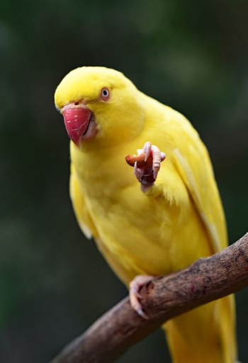 yellow parakeet on tree string yellow parakeet on tree string
