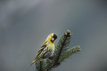 Yellow Parakeet Perched on Tree Yellow Parakeet Perched on Tree