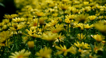 Yellow Petal Flower Field Yellow Petal Flower Field