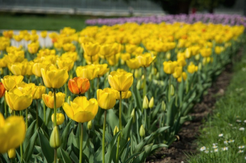 Yellow Petal Flower Field Near Green Grass Field Yellow Petal Flower Field Near Green Grass Field