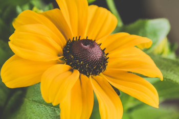 Yellow Petaled Flower Yellow Petaled Flower
