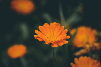 Yellow Petaled Flower Yellow Petaled Flower