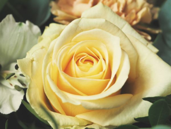 yellow petaled flower yellow petaled flower