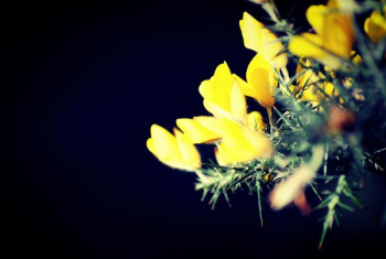 Yellow Petaled Flower