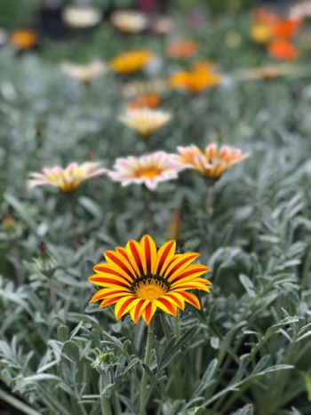yellow petaled flower yellow petaled flower