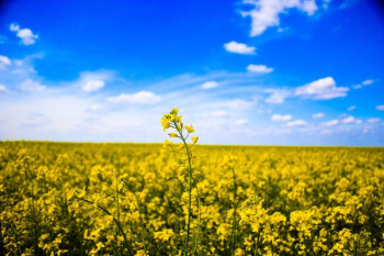 yellow petaled flower yellow petaled flower