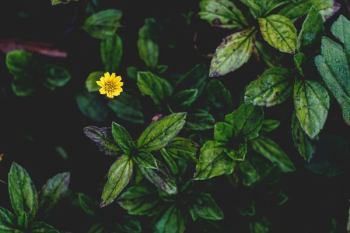 yellow petaled flower yellow petaled flower