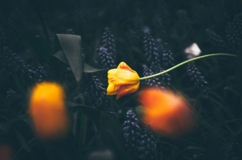 yellow petaled flower yellow petaled flower