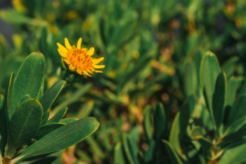 Yellow Petaled Flower Yellow Petaled Flower