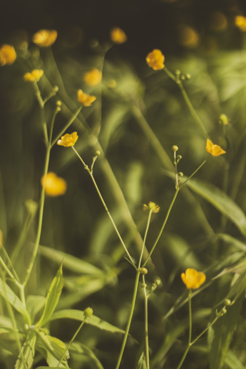 Yellow Petaled Flower Yellow Petaled Flower