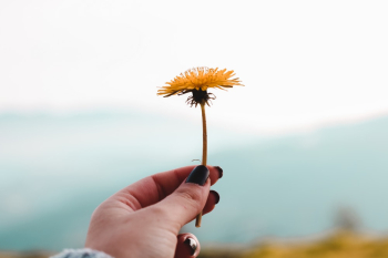 Yellow Petaled Flower Yellow Petaled Flower