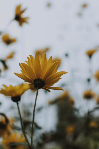 Yellow-petaled Flower Yellow-petaled Flower