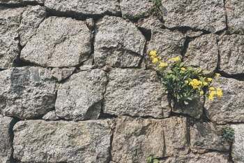 Yellow Petaled Flower Yellow Petaled Flower