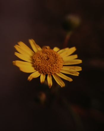 Yellow Petaled Flower Yellow Petaled Flower