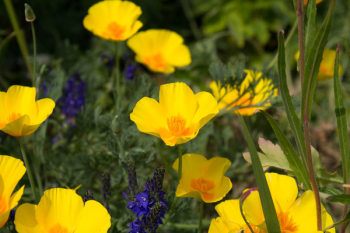 Yellow Petaled Flower Field Yellow Petaled Flower Field
