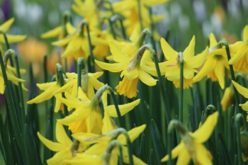 yellow petaled flower field yellow petaled flower field
