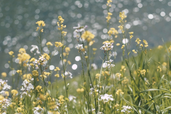 Yellow Petaled Flower Field Yellow Petaled Flower Field