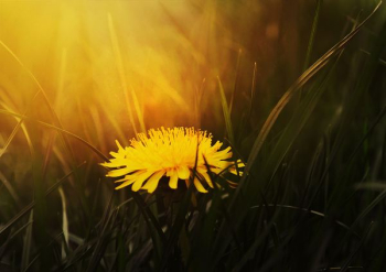yellow petaled flower on grass yellow petaled flower on grass