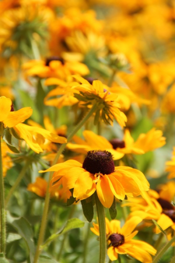 Yellow Petaled Sunflower Yellow Petaled Sunflower
