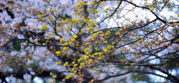 Yellow Petaled Tree Flowers Yellow Petaled Tree Flowers