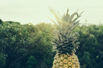 yellow pineapple yellow pineapple