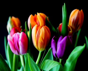 Yellow Pink and Violet Tulips Yellow Pink and Violet Tulips
